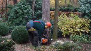 Lewedorp bomen rooien